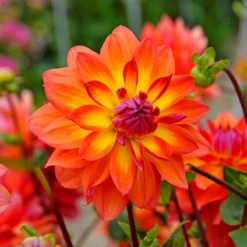 'Firepot' Dahlia -Great Garden Plants DahliaFirepot 150908gbo052