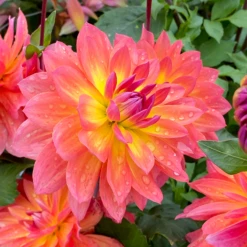 'Firepot' Dahlia -Great Garden Plants DahliaFirepot 200930gbo020