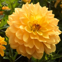 'Karma Gold' Dahlia