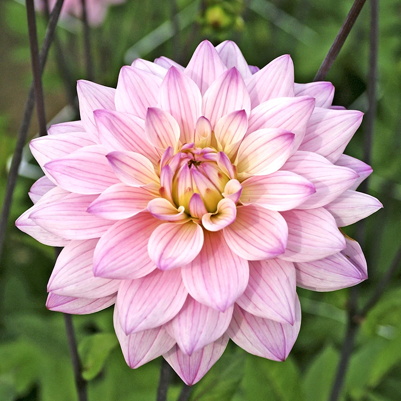 'Karma Prospero' Dahlia 3 'Karma Prospero' Dahlia