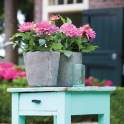 'Karma Prospero' Dahlia 8 'Karma Prospero' Dahlia -Great Garden Plants DahliaKarmaProspero 205865