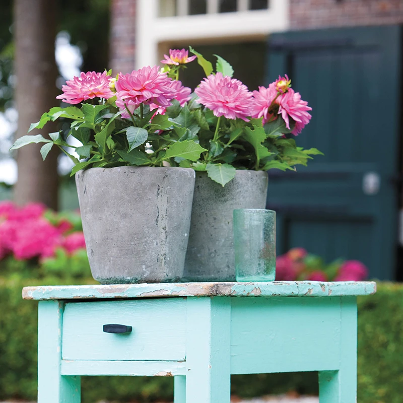 'Karma Prospero' Dahlia 5 'Karma Prospero' Dahlia - Image 3