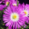 Wheels Of Wonder® Purple Wonder Ice Plant -Great Garden Plants DelospermaWheelsofWonderPurpleWonderPP316747