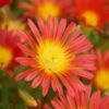 Wheels Of Wonder® Fire Wonder Ice Plant -Great Garden Plants DelospermaWheelsofWonder FireWonder Bloom