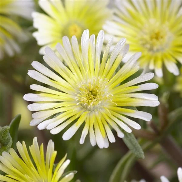 Wheels Of Wonder® Limoncello Ice Plant 3 Wheels Of Wonder® Limoncello Ice Plant