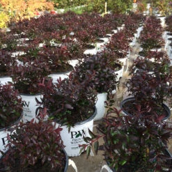 Yuki Cherry Blossom® Deutzia -Great Garden Plants Deutzia Yuki Cherry Blossom 6 P