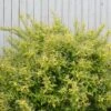 Chardonnay Pearls® Deutzia 1 Chardonnay Pearls® Deutzia -Great Garden Plants Deutzia Chardonnay Pearls 1 P sw