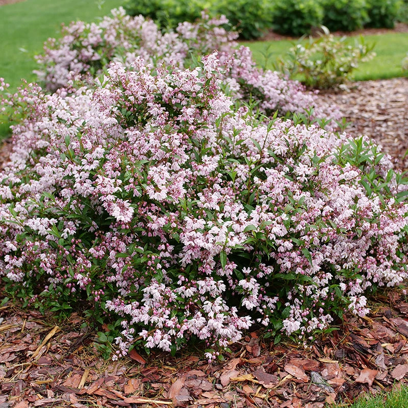 Yuki Kabuki™ Deutzia 3 Yuki Kabuki™ Deutzia