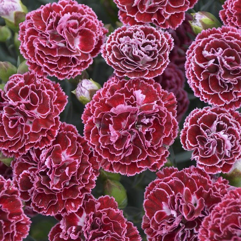 Fruit Punch® 'Cherry Vanilla' Dianthus 3 Fruit Punch® 'Cherry Vanilla' Dianthus