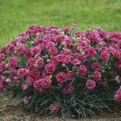 Fruit Punch® 'Cherry Vanilla' Dianthus 11 Fruit Punch® 'Cherry Vanilla' Dianthus -Great Garden Plants Dianthus Cherry Vanilla 2 P sw
