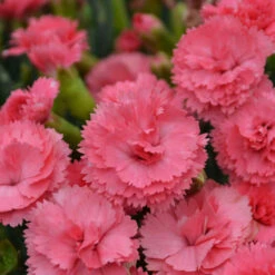 Fruit Punch® 'Classic Coral' Dianthus 9 Fruit Punch® 'Classic Coral' Dianthus -Great Garden Plants Dianthus ClassicCoral PP30048CPBRAF0003lowres