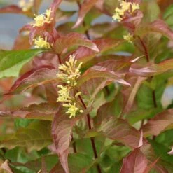 Kodiak® Orange Diervilla -Great Garden Plants Diervilla Kodiak Orange 4