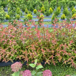 Kodiak® Red 2.0 Diervilla -Great Garden Plants Diervilla Kodiak Red 2 IMG 7178