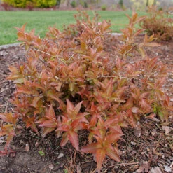Kodiak® Red 2.0 Diervilla -Great Garden Plants Diervilla Kodiak Red 2 P1202456