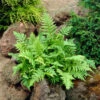 Marginal Wood Fern 1 Marginal Wood Fern -Great Garden Plants Dryopteris marginalis