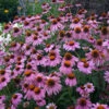 'Magnus Superior' Coneflower -Great Garden Plants ECHMG1Q 1