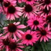 Dark Shadows™ 'Wicked' Coneflower -Great Garden Plants Echinacea Dark Shadows Wicked 2 2fa488b7 ed62 4737 8a89 3b6d4f67a22d
