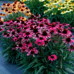 Dark Shadows™ 'Wicked' Coneflower 6 Dark Shadows™ 'Wicked' Coneflower -Great Garden Plants Echinacea Dark Shadows Wicked 3