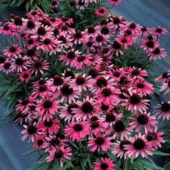 Dark Shadows™ 'Wicked' Coneflower 7 Dark Shadows™ 'Wicked' Coneflower -Great Garden Plants Echinacea Dark Shadows Wicked 4
