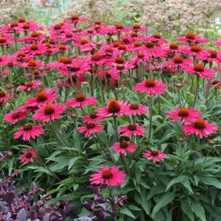 Kismet® Raspberry Coneflower