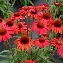Kismet® Red Coneflower 7 Kismet® Red Coneflower -Great Garden Plants Echinacea Kismet Red 1 P