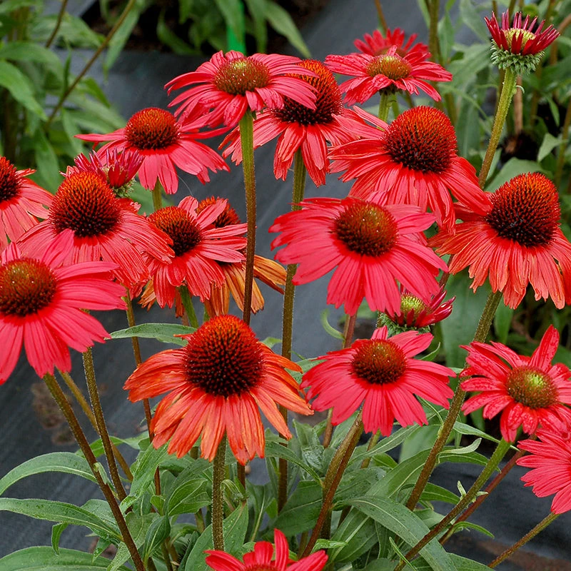 Kismet® Red Coneflower 5 Kismet® Red Coneflower - Image 3