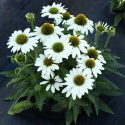 Great Garden Plants -Great Garden Plants Echinacea Kismet White 3