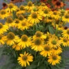Kismet® Yellow Coneflower -Great Garden Plants Echinacea Kismet Yellow 1 P