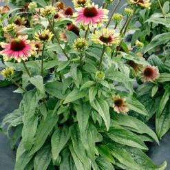 'Sweet Sandia' Coneflower 10 'Sweet Sandia' Coneflower -Great Garden Plants Echinacea Sweet Sandia 4
