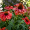 Color Coded™ 'Frankly Scarlet' Coneflower -Great Garden Plants EchinaceaFranklyScarletPP33582CPBRAF0001highres 800x800 4c9d155