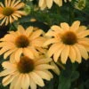 Color Coded® 'One In A Melon' Coneflower -Great Garden Plants Echinacea OneinaMelon Coneflower