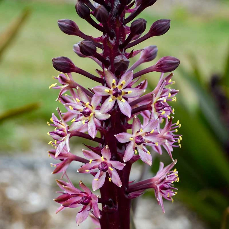 Crowning Glory™ ‘Purple Reign’ Pineapple Lily 3 Crowning Glory™ ‘Purple Reign’ Pineapple Lily