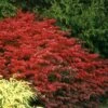 Fire Ball® Burning Bush -Great Garden Plants Euonymus Fire Ball 2 P sw