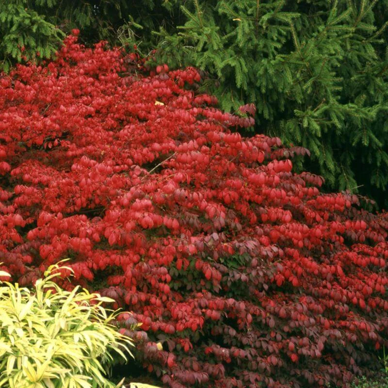 Fire Ball® Burning Bush 3 Fire Ball® Burning Bush