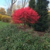 Unforgettable Fire® Burning Bush -Great Garden Plants Euonymus Unforgettable Fire 1 P