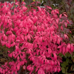 Unforgettable Fire® Burning Bush -Great Garden Plants Euonymus Unforgettable Fire 4 P