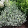 White Album® Wintercreeper 2 White Album® Wintercreeper -Great Garden Plants Euonymus White Album 1