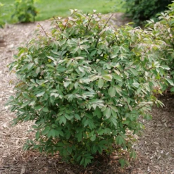 Fire Ball Seedless™ Burning Bush -Great Garden Plants EuonymusFireBallSeedlessP1238203 800x800 e186a58
