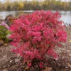 Fire Ball Seedless™ Burning Bush 2 Fire Ball Seedless™ Burning Bush -Great Garden Plants EuonymusFireBallSeedlessP1249911 800x800 905cab0
