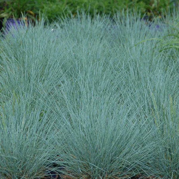 'Cool As Ice' Blue Fescue 3 'Cool As Ice' Blue Fescue