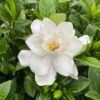 Pillow Talk® Gardenia 2 Pillow Talk® Gardenia -Great Garden Plants GardeniaPillowTalkIMG 1856 1080x1080 7f1d5fb