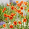 'Miss Clementine' Geum 1 'Miss Clementine' Geum -Great Garden Plants Geum Miss Clementine