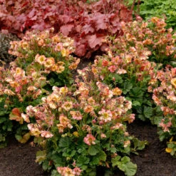 Pretticoats™ Peach Geum 9 Pretticoats™ Peach Geum -Great Garden Plants Geum Pretticoats Peach 4