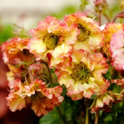 Pretticoats™ Peach Geum 8 Pretticoats™ Peach Geum -Great Garden Plants Geum Pretticoats Peach 6