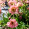 Pretticoats™ Peach Geum 2 Pretticoats™ Peach Geum -Great Garden Plants Geum Pretticoats Peach 9