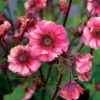 Tempo™ Rose Geum -Great Garden Plants Geum Tempo Rose 3