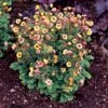 Tempo™ Yellow Geum 1 Tempo™ Yellow Geum -Great Garden Plants Geum Tempo Yellow 4