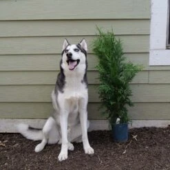 'Green Giant' Arborvitae/Thuja 15 'Green Giant' Arborvitae/Thuja -Great Garden Plants Great garden plants green giant arborvitae 544ba6cb 2aa2 48b6 a69f f2045670184d sw
