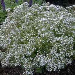 Festival Star® Baby's Breath 9 Festival Star® Baby's Breath -Great Garden Plants Gypsophila Festival Star 2 P sw