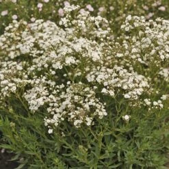 Festival Star® Baby's Breath 10 Festival Star® Baby's Breath -Great Garden Plants Gypsophila Festival Star 4 P sw